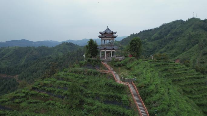 4K航拍百色凌云茶山风光