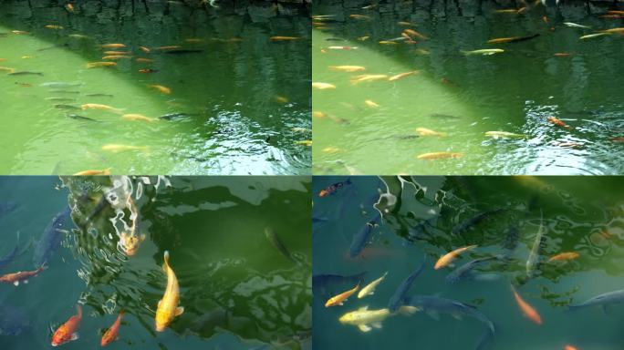 4K池塘金鱼水中游动