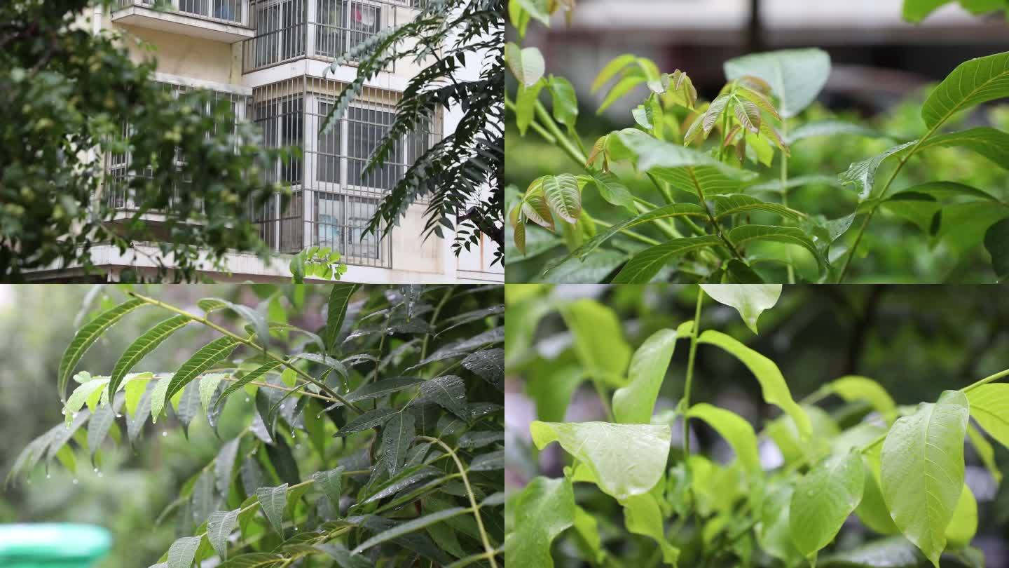 天气 下雨 景物 树木 雨滴 春雨 树叶