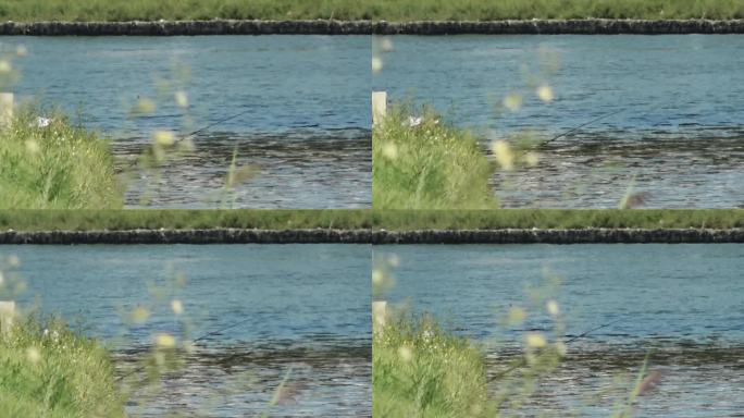 水塘边的小草水塘池塘水波纹水面倒影野草