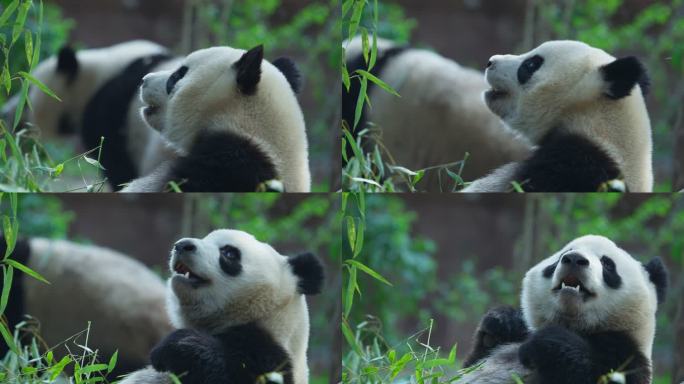 国宝大熊猫特写镜头