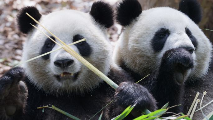 两只吃竹子的大熊猫特写镜头