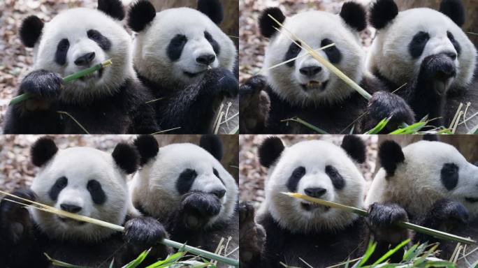 两只吃竹子的大熊猫特写镜头