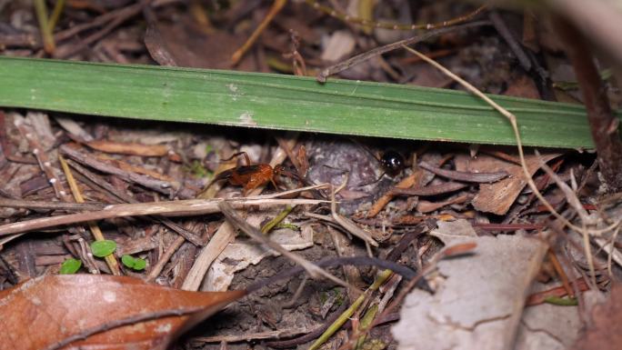 动物微距摄影之蟋蟀与隐翅虫的争斗