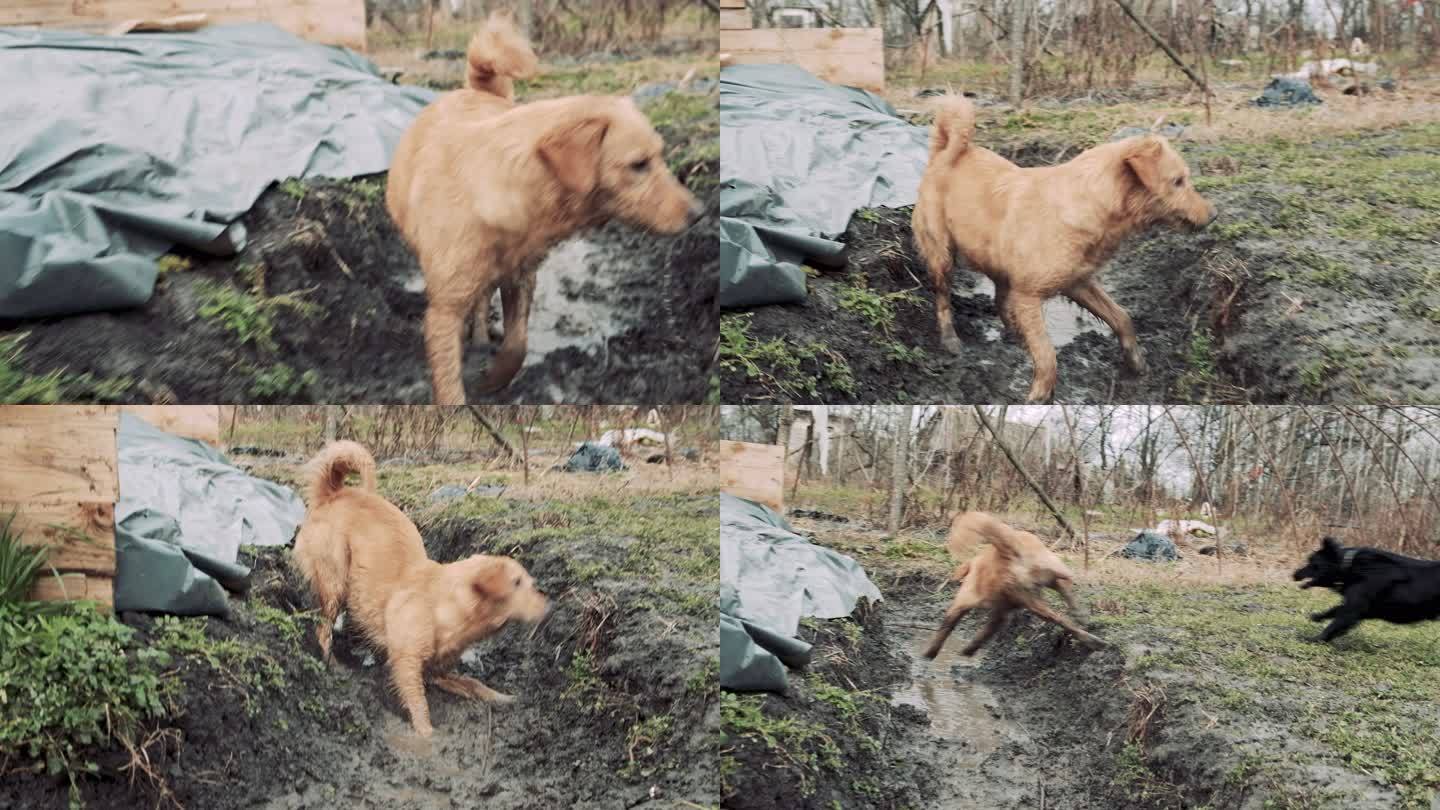 狗在泥里玩耍宠物