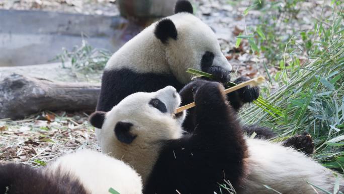 两只大熊猫懒洋洋的吃竹子