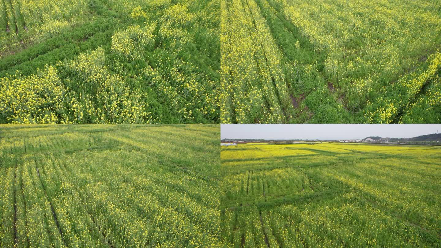 【原创】高清航拍油菜花油菜地