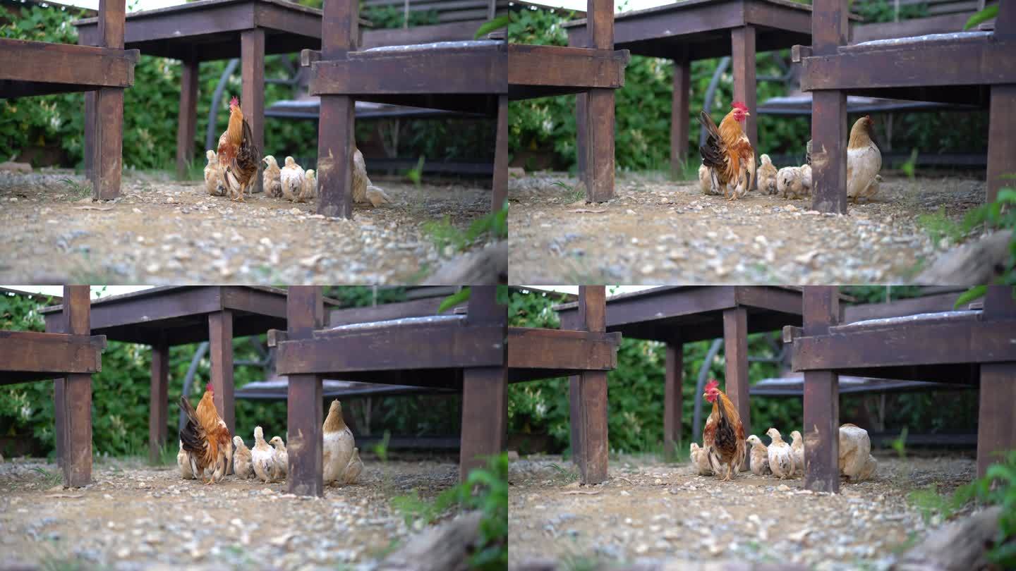 小矮脚鸡和农场里的妈妈，漂亮的黄色小鸡