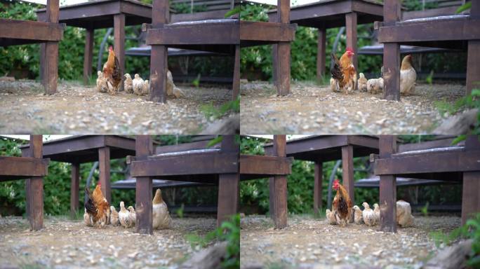 小矮脚鸡和农场里的妈妈，漂亮的黄色小鸡