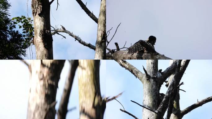 大斑啄木鸟(4K)