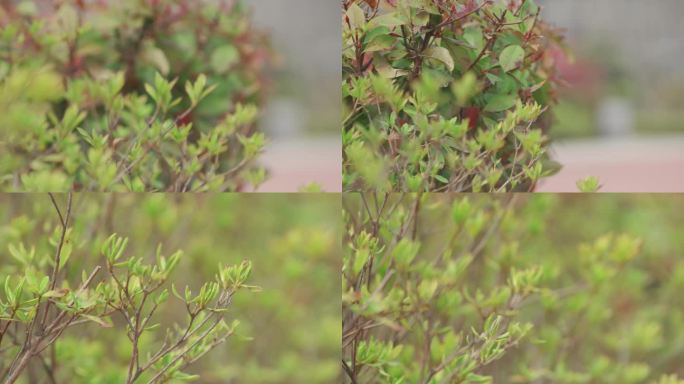 绿色，植物，小草，生命力，春天