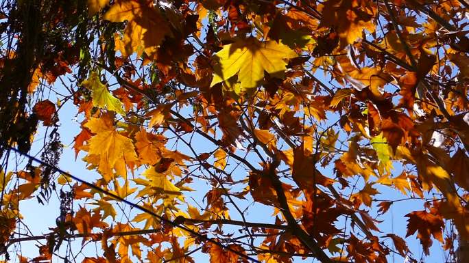 秋季 金色 梧桐树叶 晴朗天空