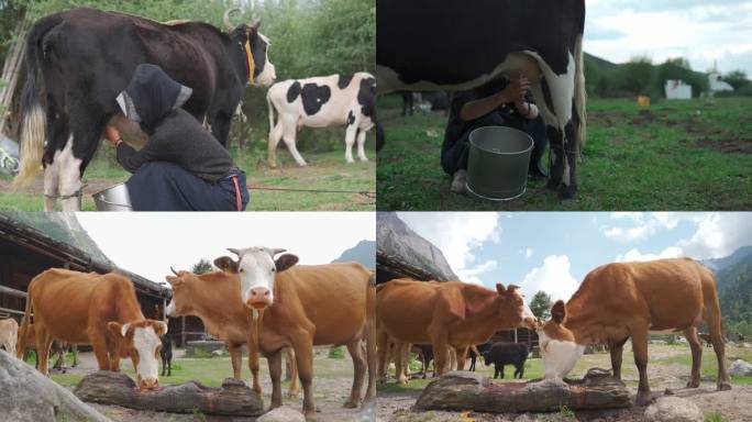 牧牛人挤奶 牦牛