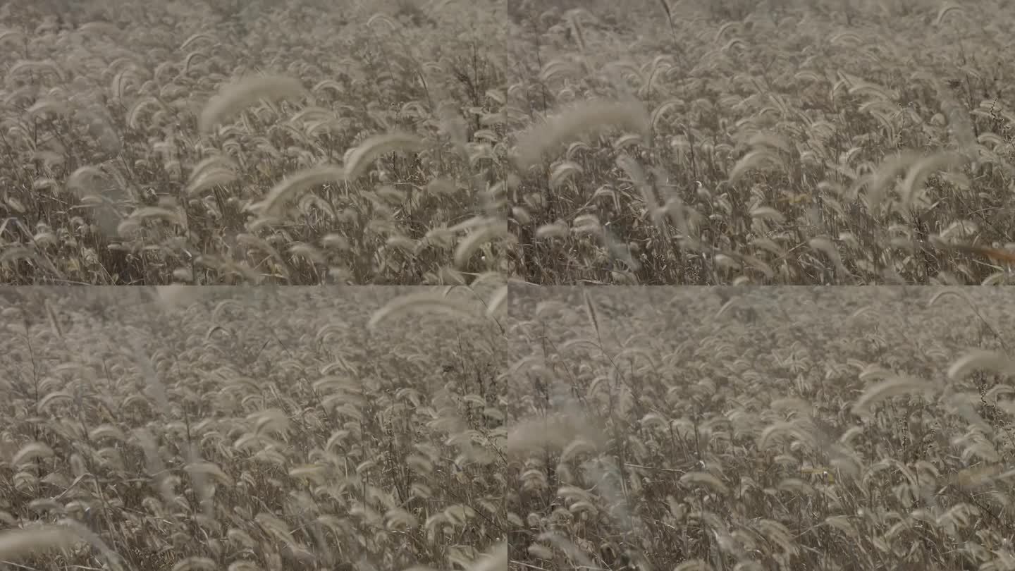 随风飘扬狗尾巴草风中野草荒草荒野秋天唯美