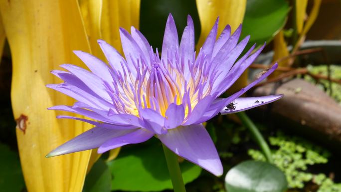 荷花的花瓣呈紫粉色，池塘里盛开着绿叶