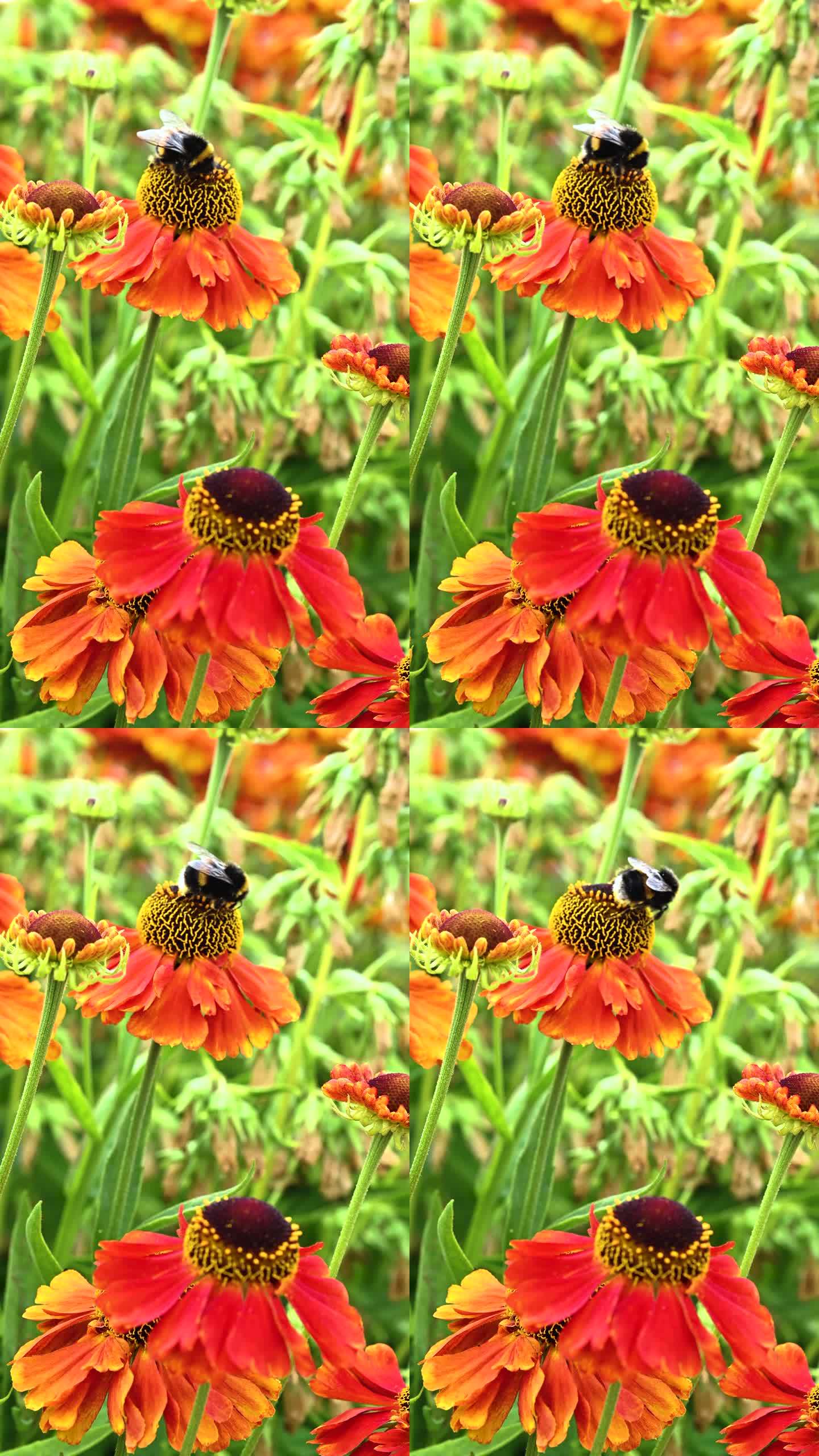 大黄蜂从花上采集花粉