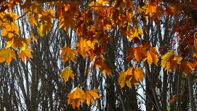 秋季 梧桐树林 树枝中的梧桐树叶