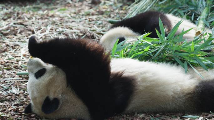 大熊猫躺着地上吃竹叶惬意悠闲懒洋洋