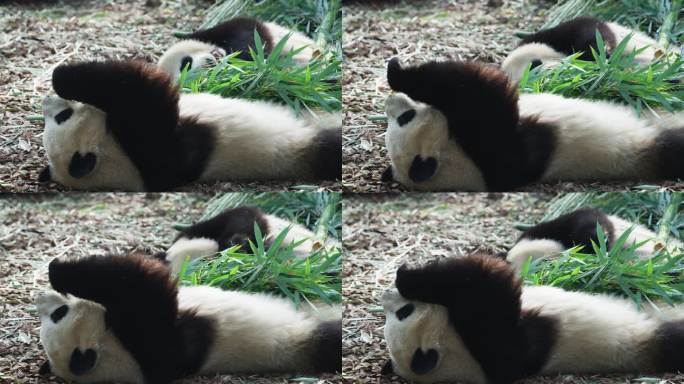 大熊猫躺着地上吃竹叶惬意悠闲懒洋洋