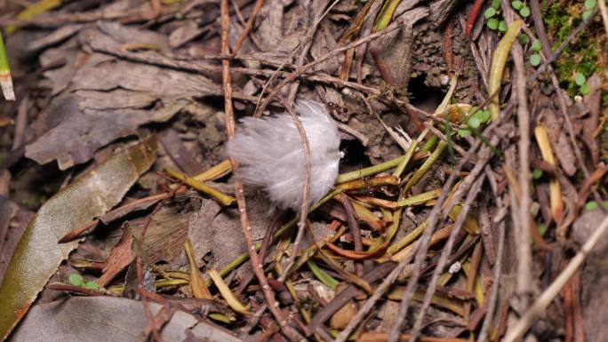 动物微距摄影之蚂蚁齐心协力搬羽毛
