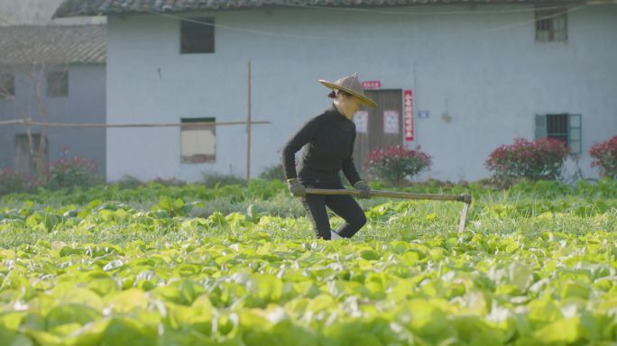 种菜的农民