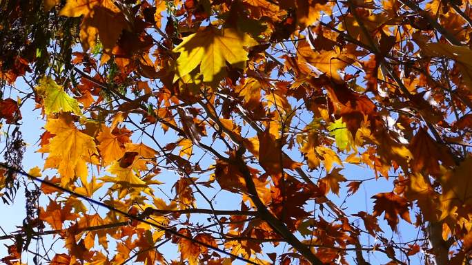 秋季 金色 梧桐树 阳光透过树叶 旋转