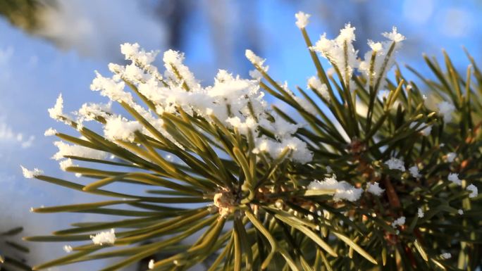 大兴安岭雪枝摇曳