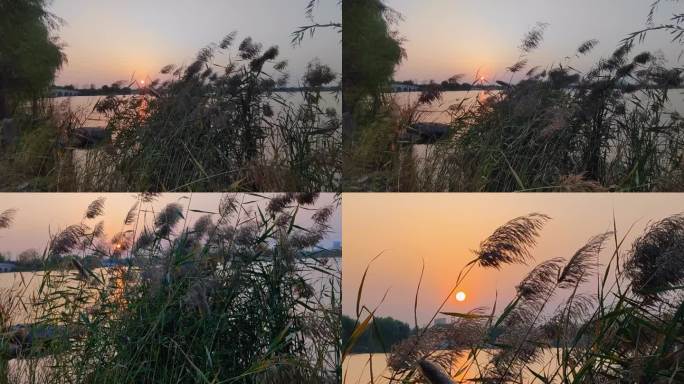 芦苇丛中看夕阳余晖映红湖面