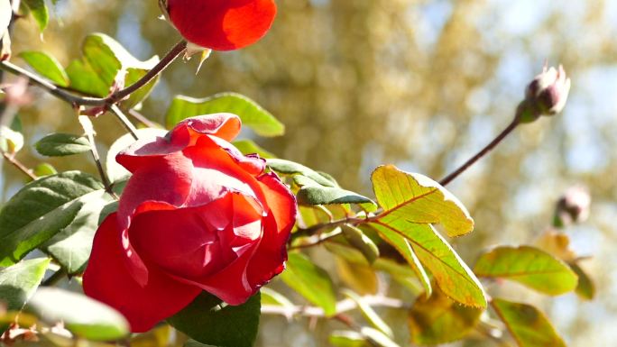 红玫瑰 月季 花苞 阳光灿烂 风中摆动