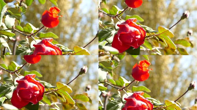 红玫瑰 月季 花苞 阳光灿烂 风中摆动