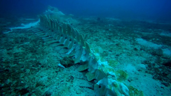 水下稀有鲸鱼骨骼鲸鱼骨骼海底世界鲸落