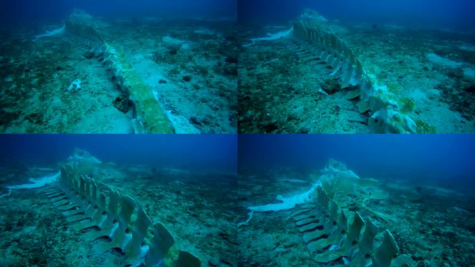 水下稀有鲸鱼骨骼鲸鱼骨骼海底世界鲸落