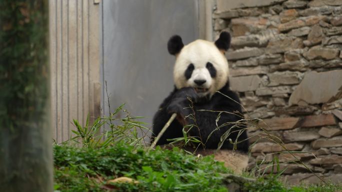 一只成年熊猫吃竹子