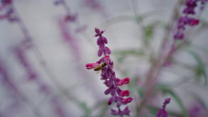 蜜蜂采蜜 花朵 自然生态 宜居环境