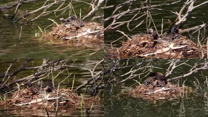 小鸊鷉带幼鸟育儿鸟窝水鸟(4K)