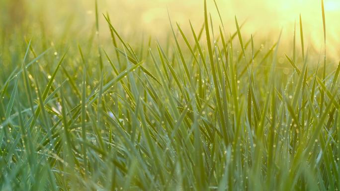 带露水的绿草带露水绿草清晨
