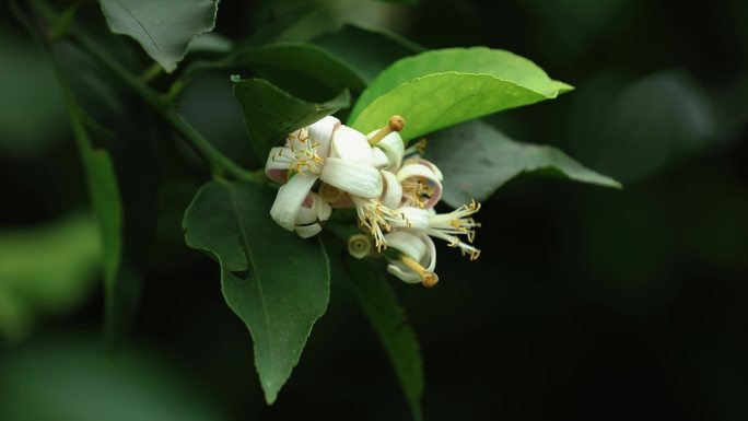 柠檬花柠檬树