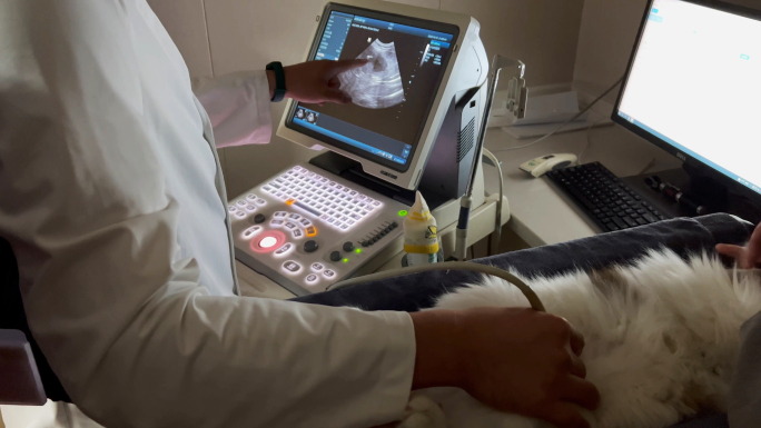 猫咪B超检查 宠物B超检查全过程