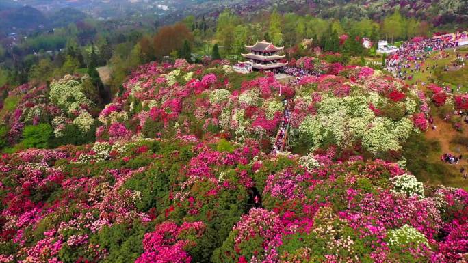 百里杜鹃 毕节 普底 贵州 花海