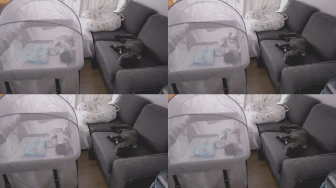 可爱的黑色法国斗牛犬睡在沙发上，旁边是刚出生的婴儿。