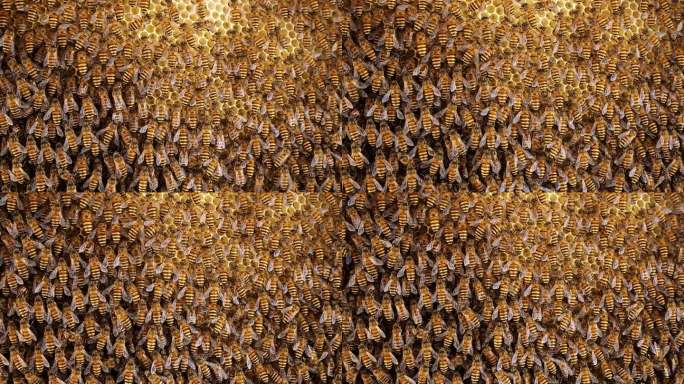 蜂箱中蜂巢工作的蜜蜂小组
