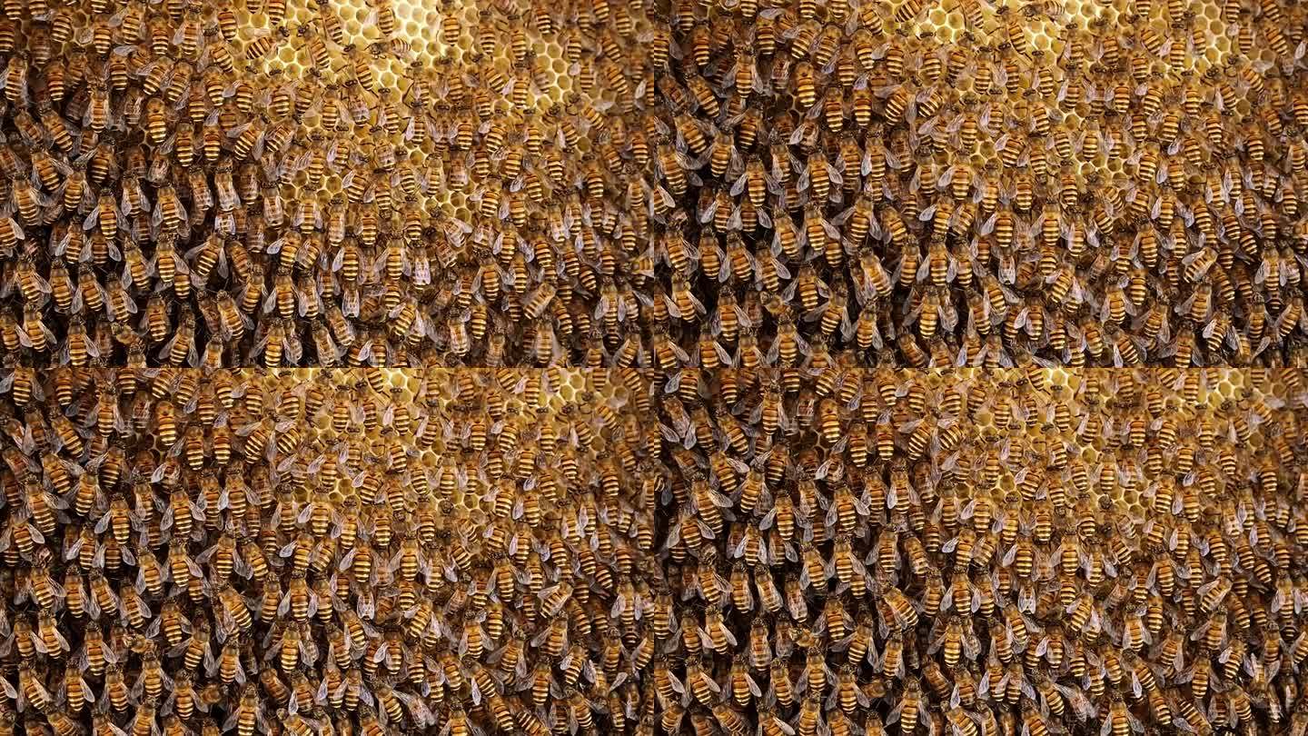 蜂箱中蜂巢工作的蜜蜂小组