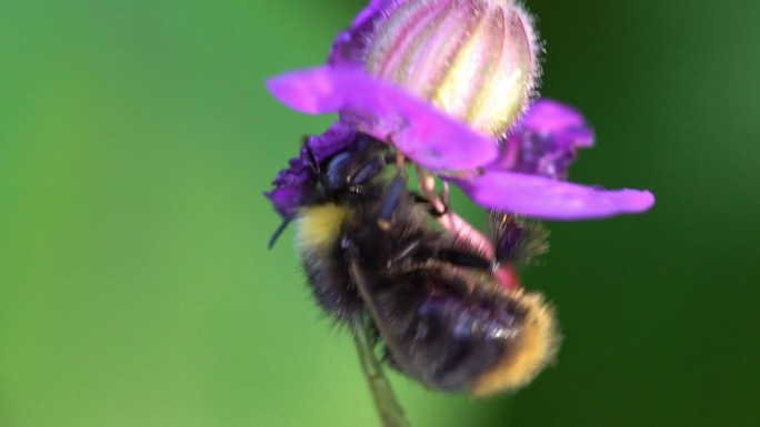 老鹳草花上的大黄蜂