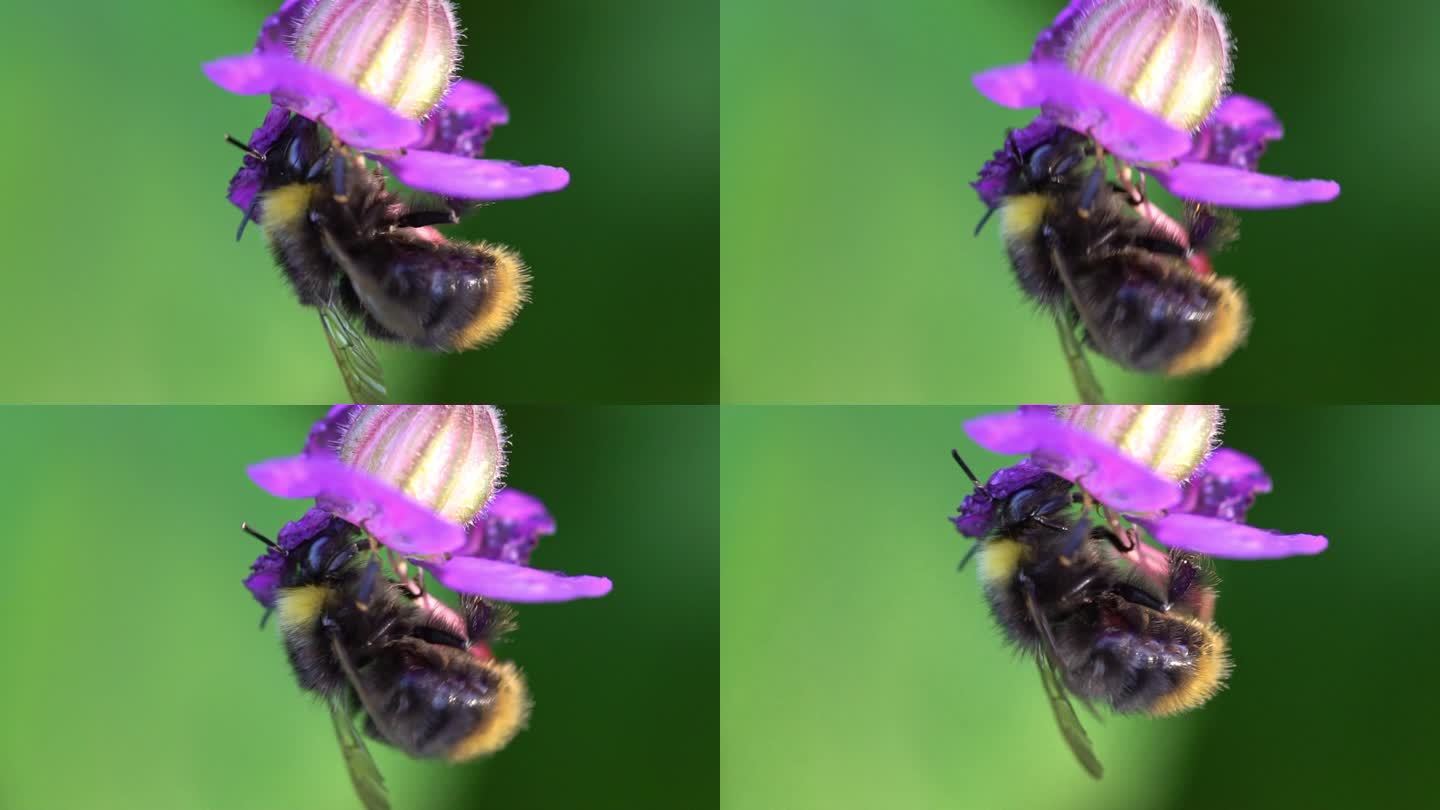 老鹳草花上的大黄蜂