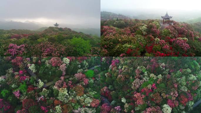 百里杜鹃 毕节 普底 贵州 花海