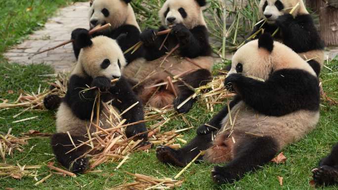 多只熊猫 吃竹子