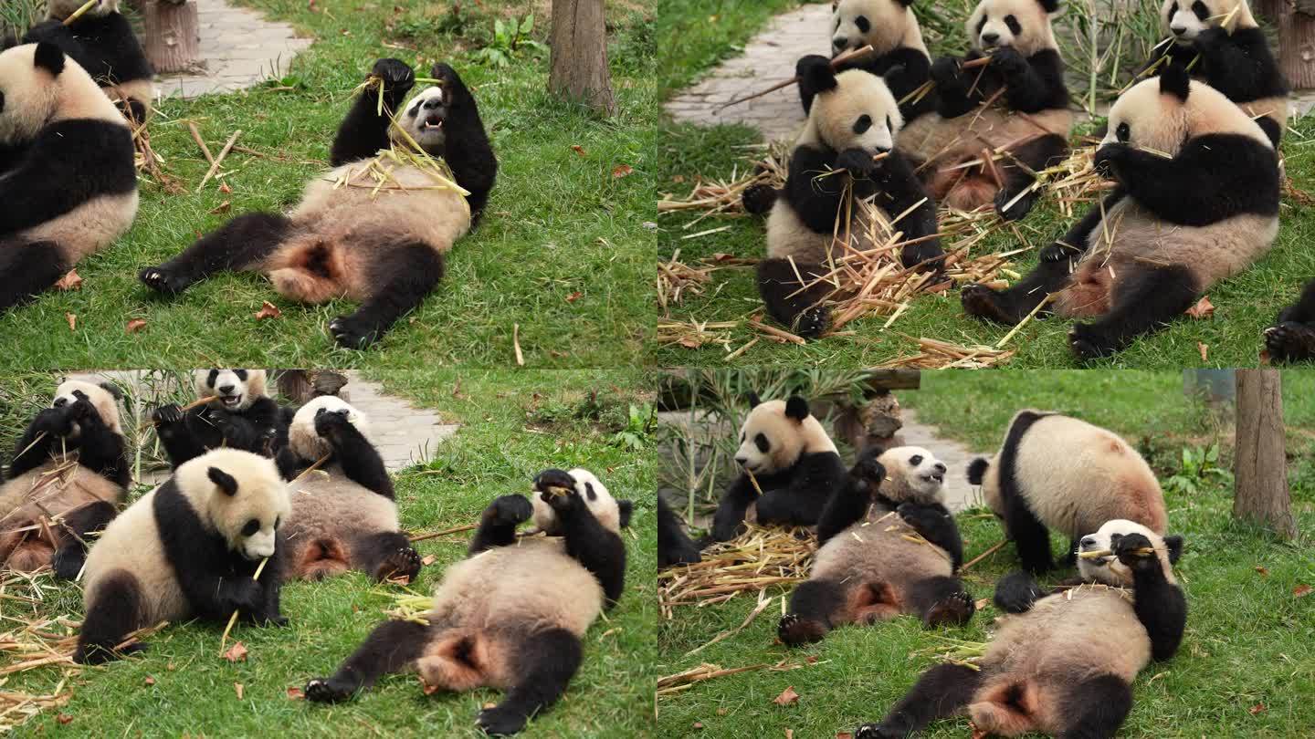 多只熊猫 吃竹子