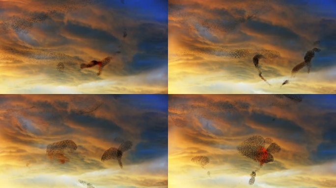 成群敏捷的椋鸟在日落的天空中形成图案