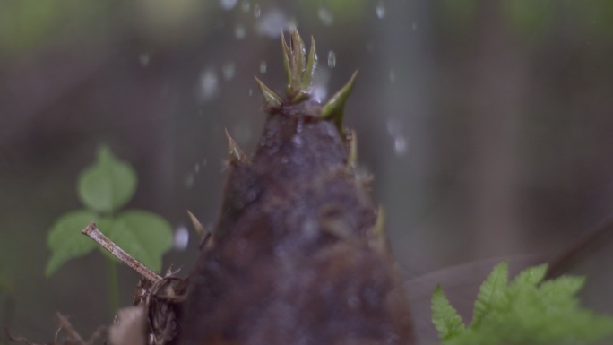 雨中竹笋