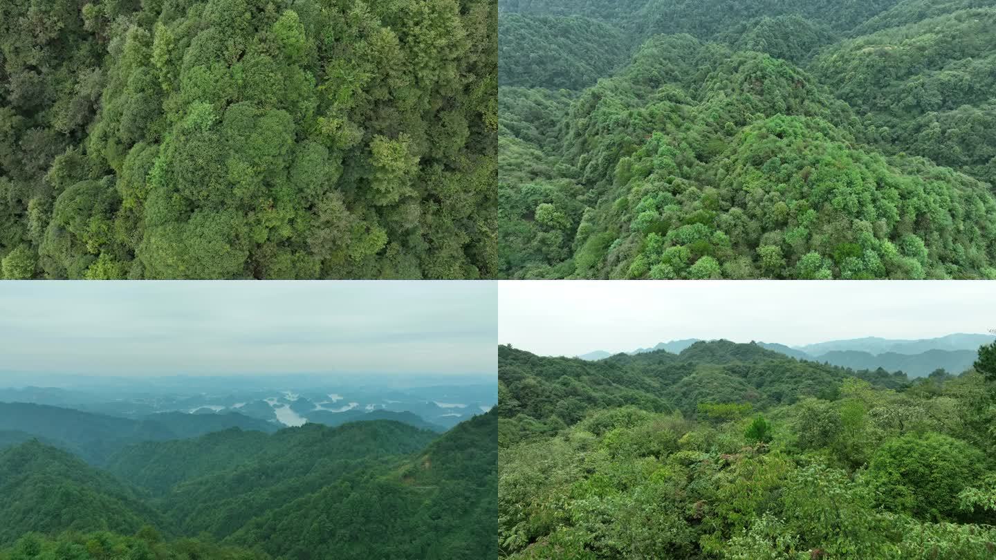 森林 绿色 生态